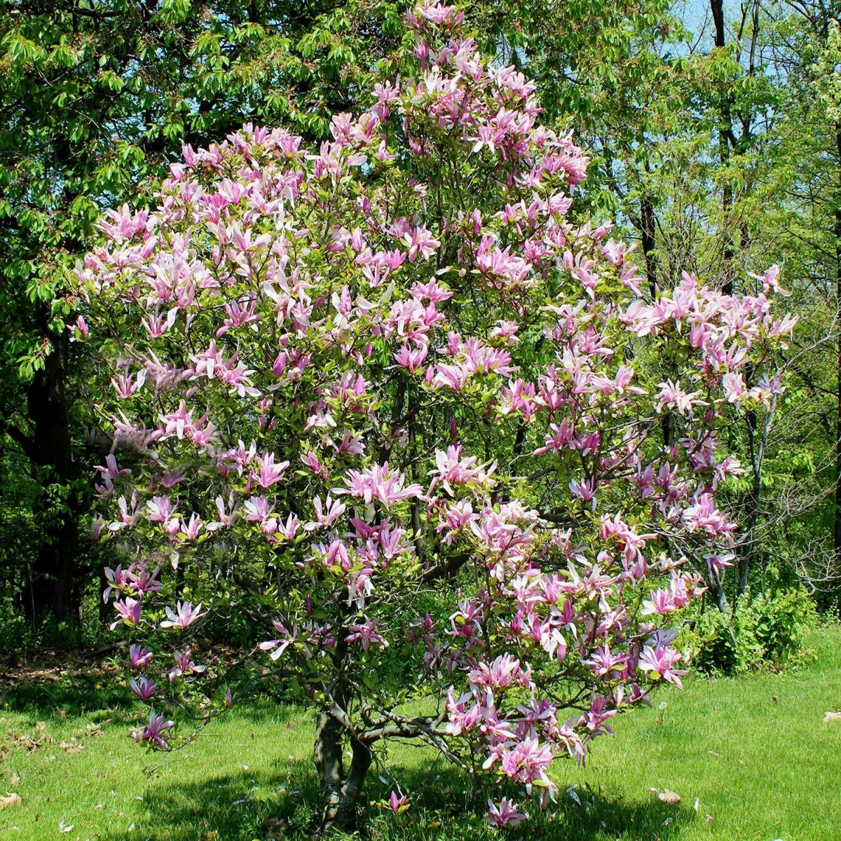 white lily magnolia Betty Lily Magnolia – LandscapeDirect