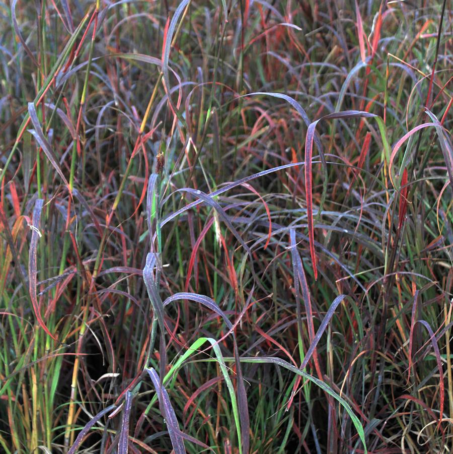 Big Bluestem - LandscapeDirect