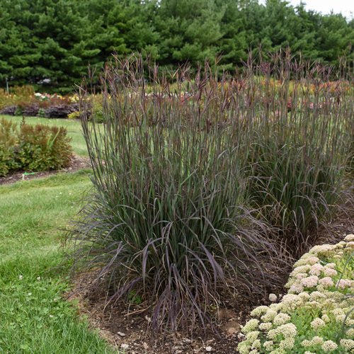 Black Hawks Big Bluestem - LandscapeDirect