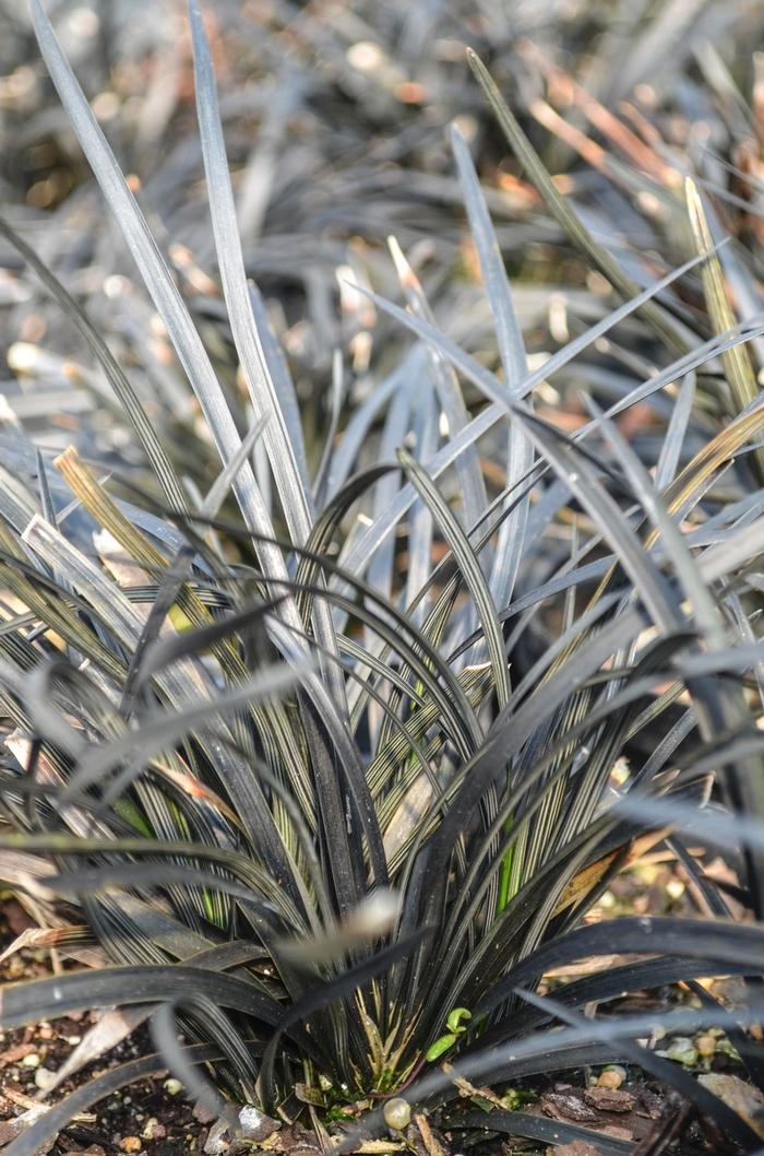 Black Mondo Grass - LandscapeDirect