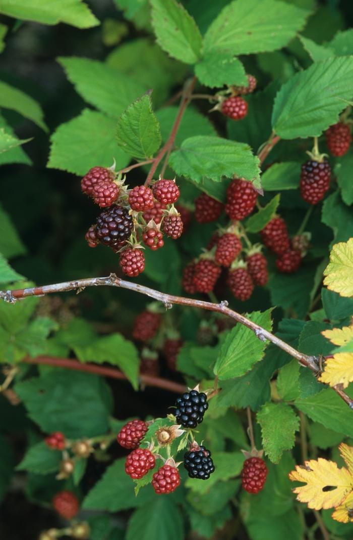 Black Satin Blackberry - LandscapeDirect