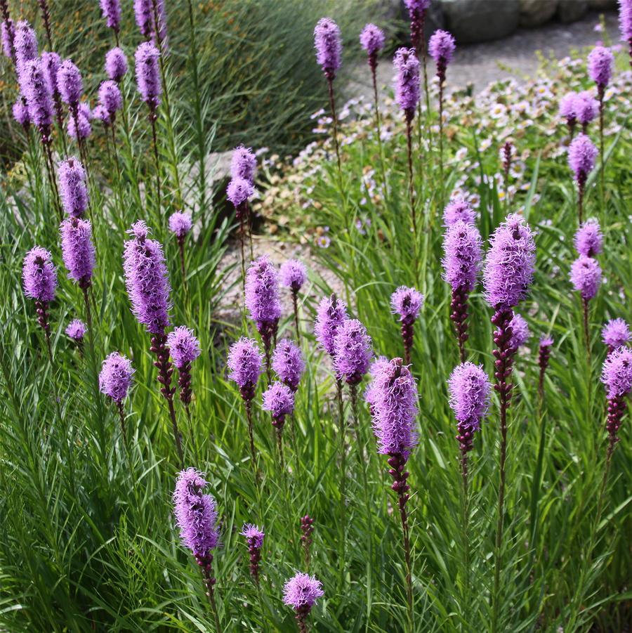 Blazing Star – LandscapeDirect