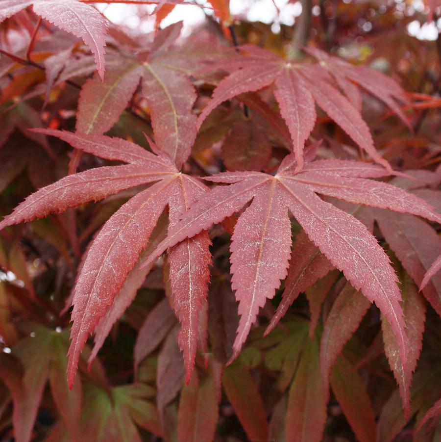 Bloodgood Japanese Maple (Specimen) - LandscapeDirect