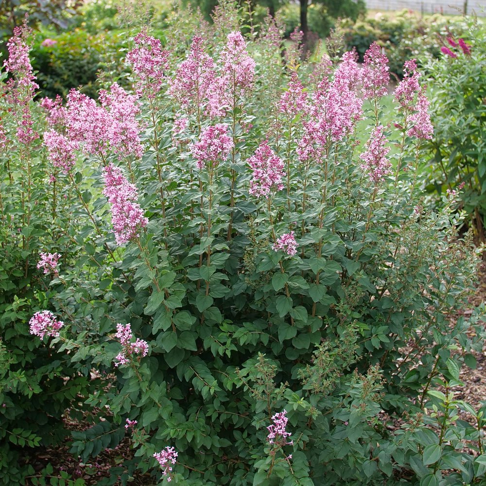 Bloomerang Ballet Reblooming Lilac – LandscapeDirect