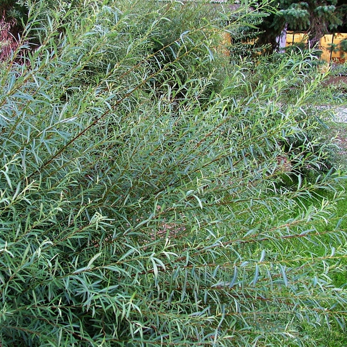 Blue Arctic Willow - LandscapeDirect