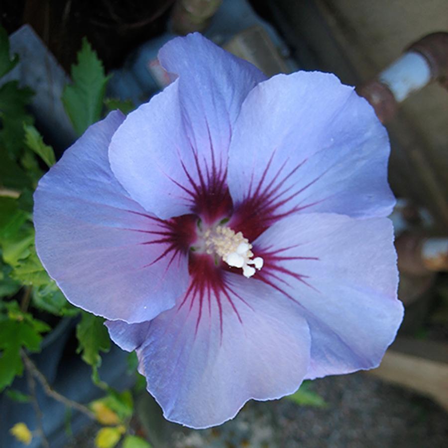 Blue Marlin Rose of Sharon - LandscapeDirect