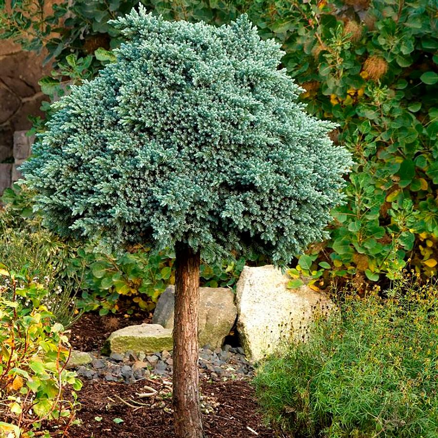 Blue Star Juniper - Standard - LandscapeDirect