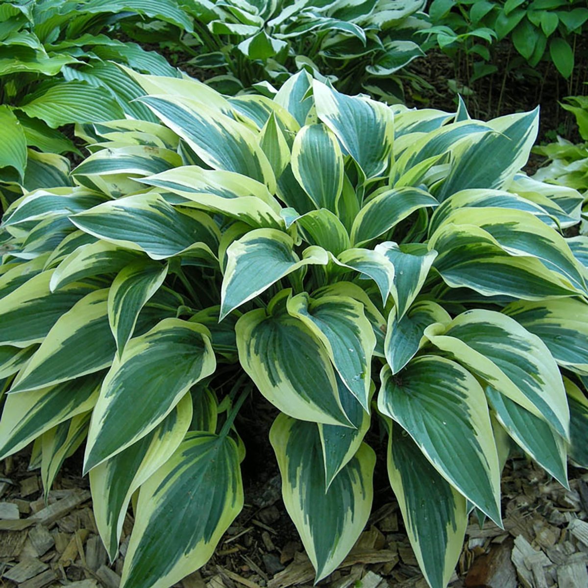 Bobcat Hosta - LandscapeDirect