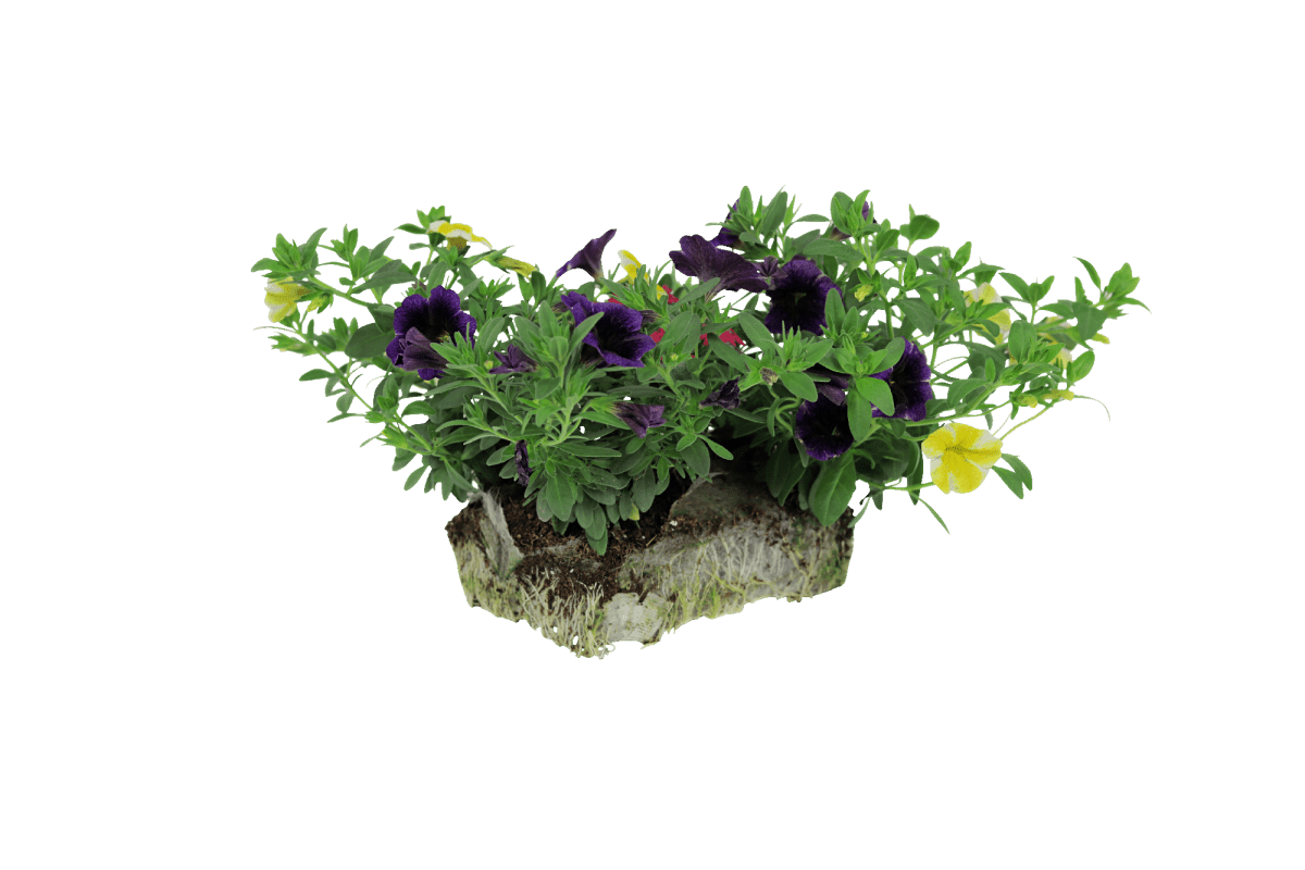 Bold Color combo - Super Pack - LandscapeDirect