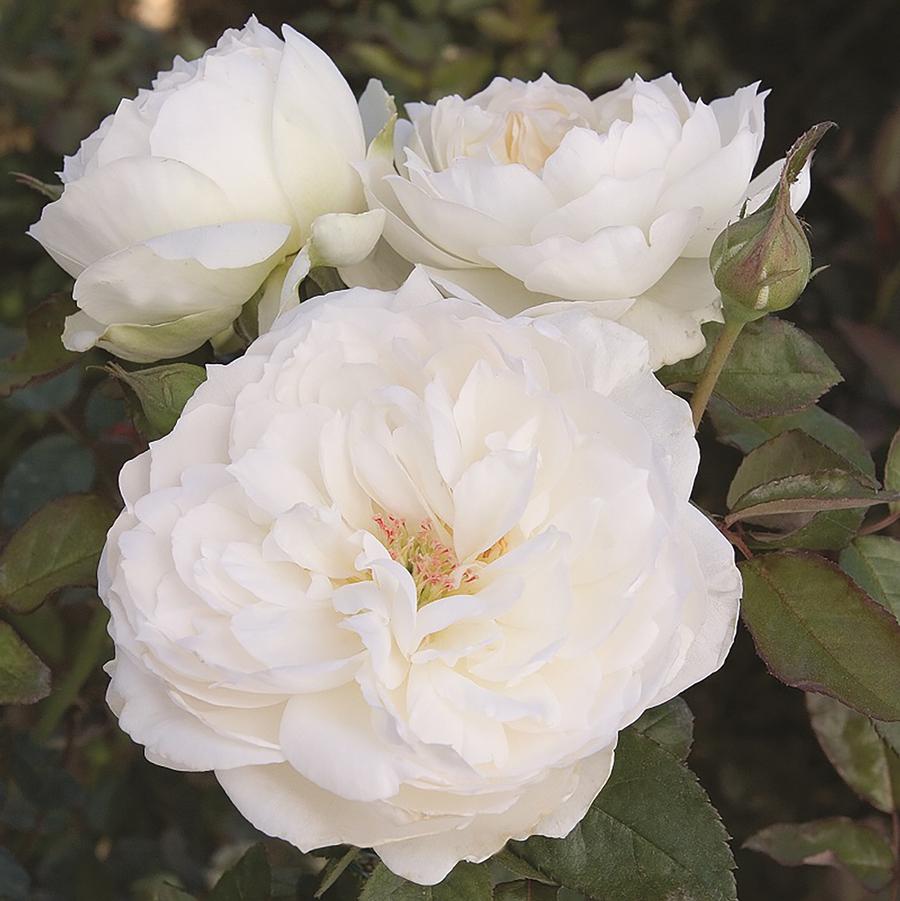 Bolero Floribunda Rose - LandscapeDirect