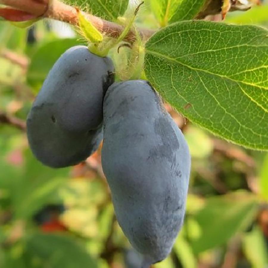 Boreal Beast Honeyberry - LandscapeDirect