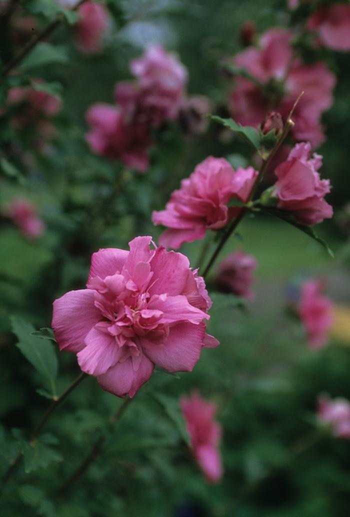Boule de Feu Rose of Sharon - LandscapeDirect