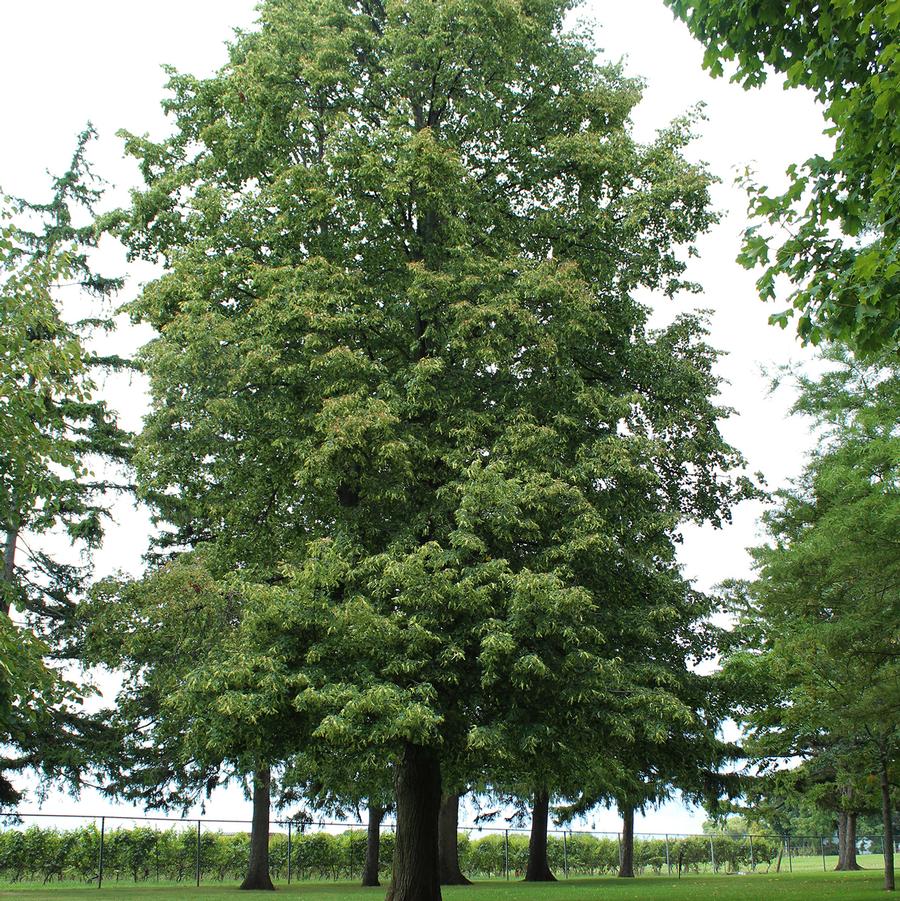 Boulevard American Linden - LandscapeDirect