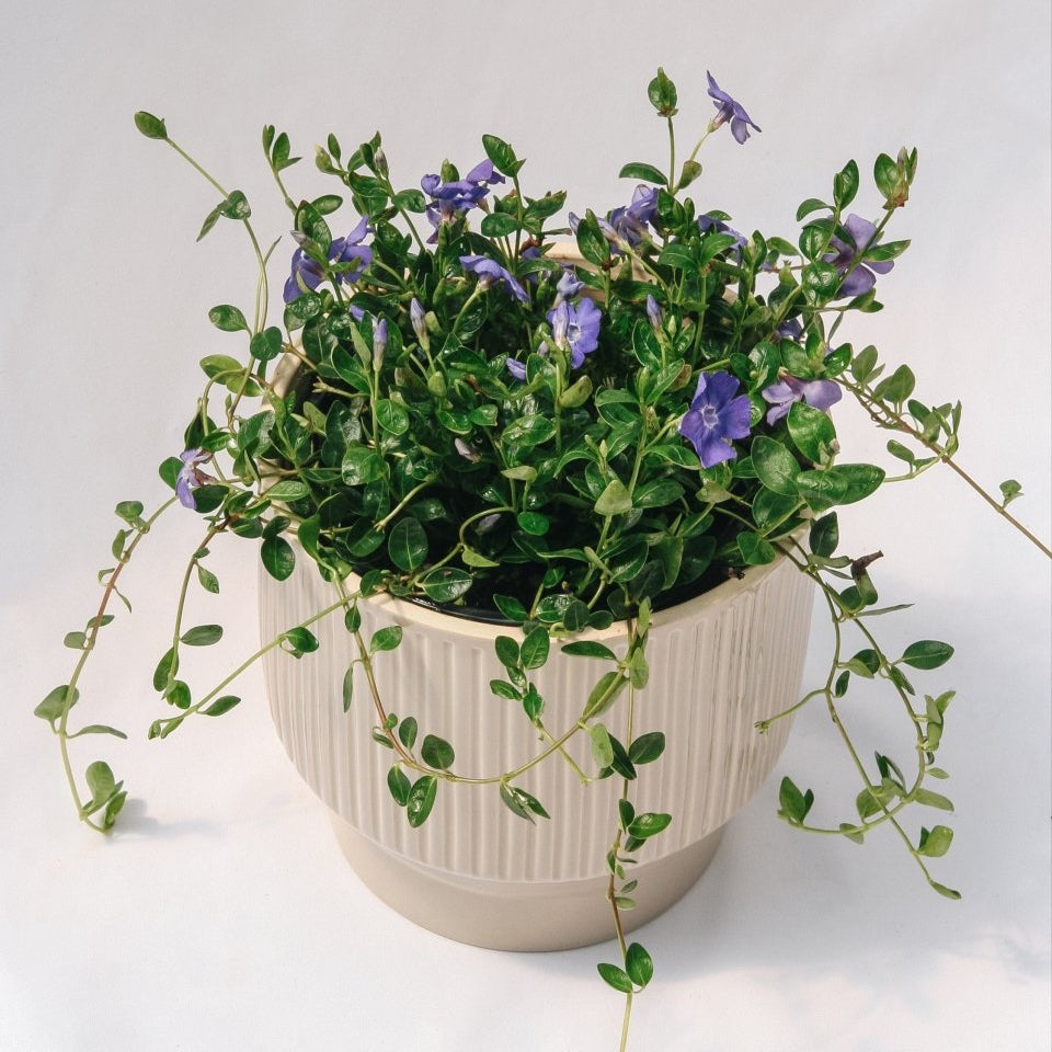 periwinkle plant in pot Bowles Periwinkle – LandscapeDirect