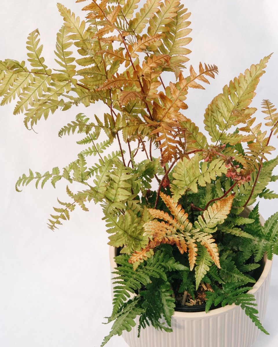Brilliance Autumn Fern - LandscapeDirect