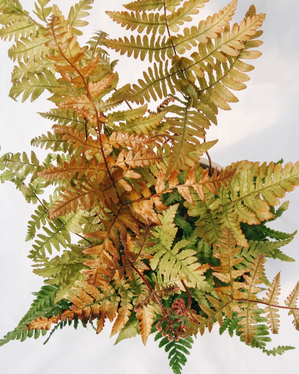 Brilliance Autumn Fern - LandscapeDirect