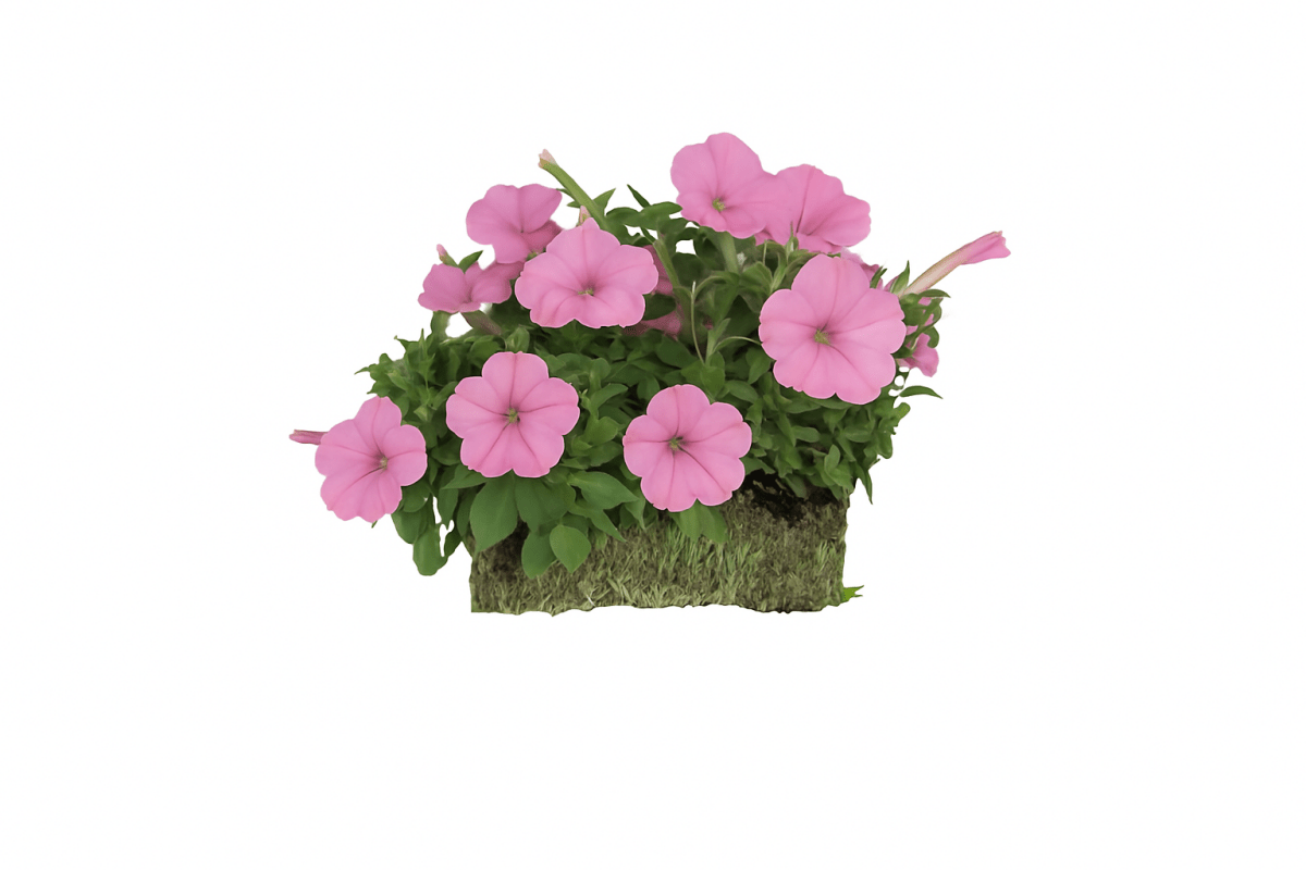 Bubblegum - Super Pack - LandscapeDirect