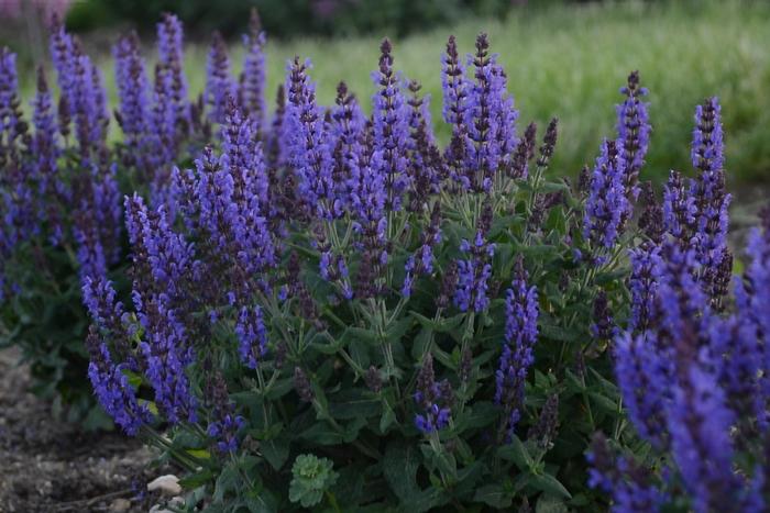 Bumbleblue Meadow Sage - LandscapeDirect