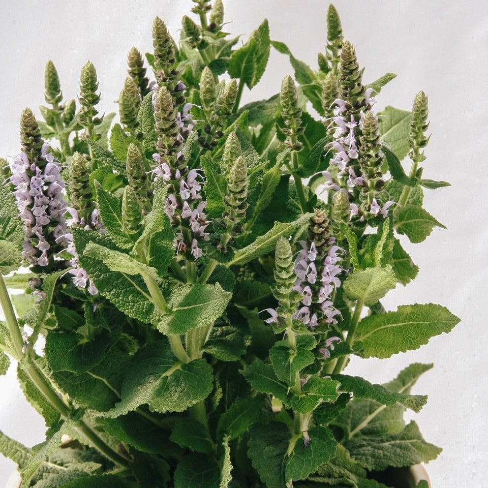 Bumblesky Sage – LandscapeDirect