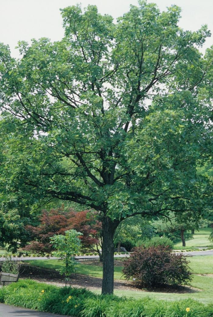 Bur Oak - LandscapeDirect