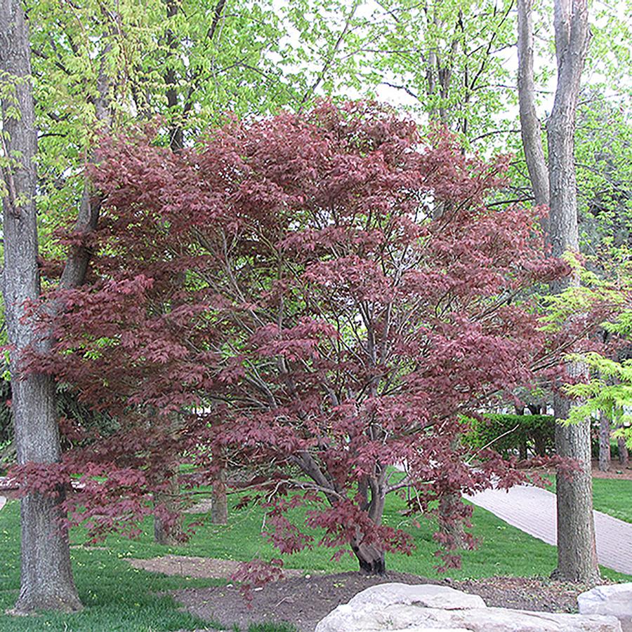 Burgundy Lace Japanese Maple - LandscapeDirect