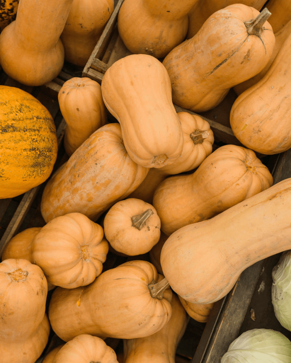 Butternut Squash - LandscapeDirect