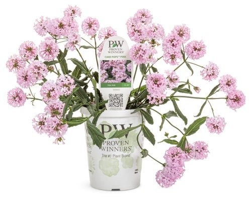 Cake Pops Pink - LandscapeDirect