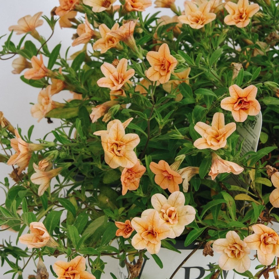Calibrachoa Superbells Double Amber – LandscapeDirect