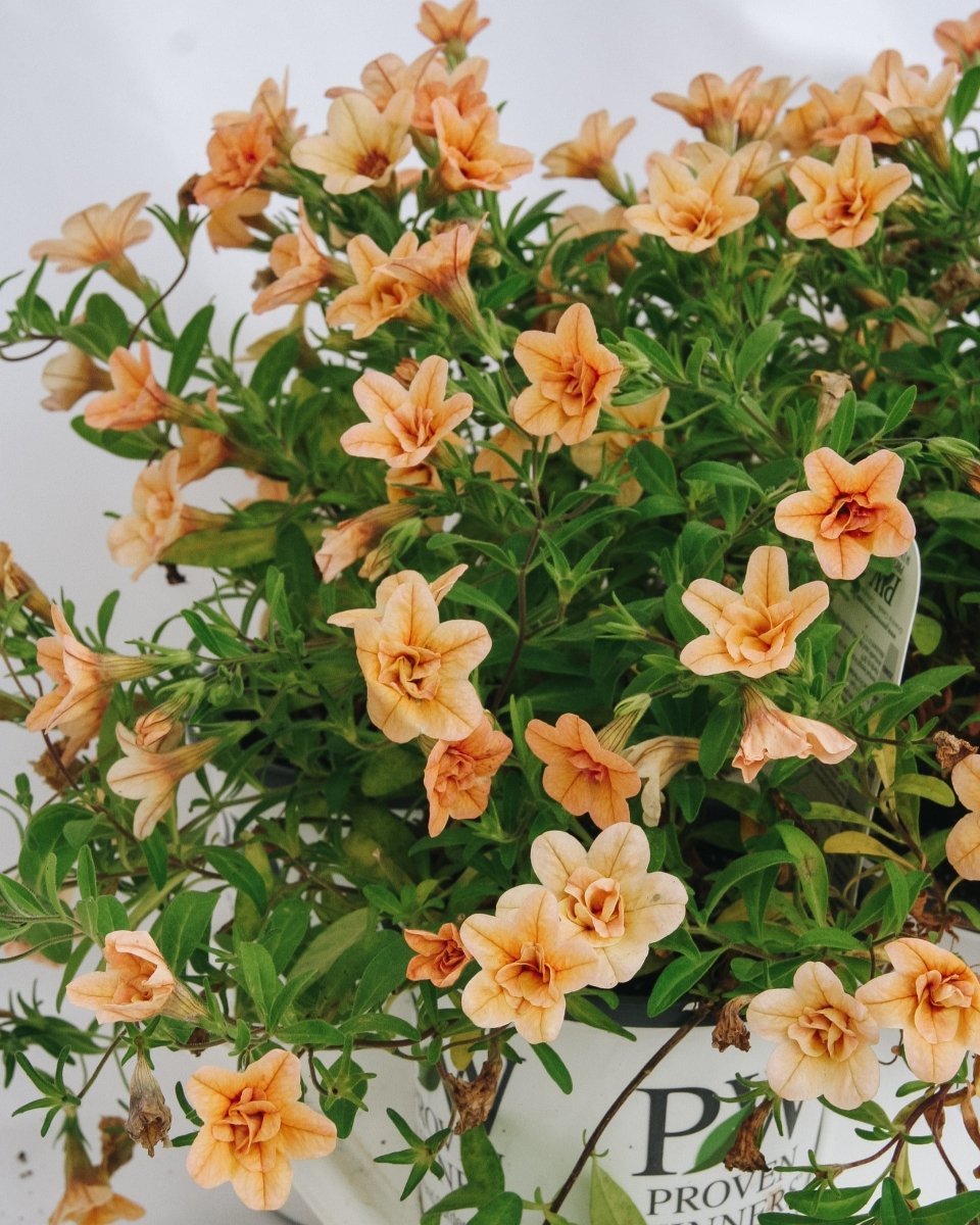 Calibrachoa Superbells Double Amber - LandscapeDirect