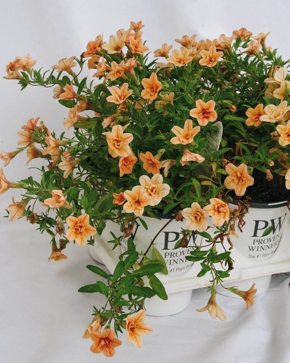 Calibrachoa Superbells Double Amber - LandscapeDirect