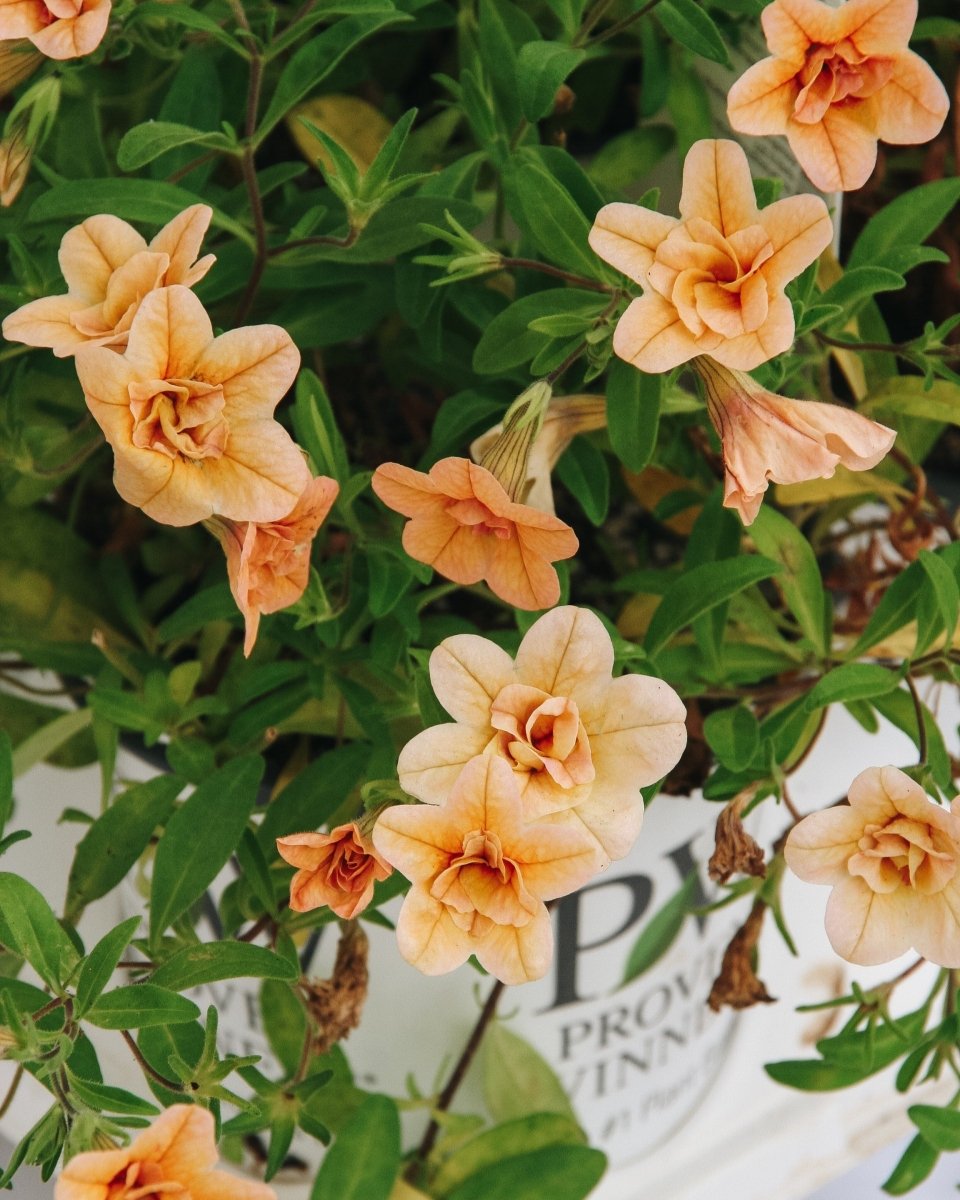 Calibrachoa Superbells Double Amber - LandscapeDirect