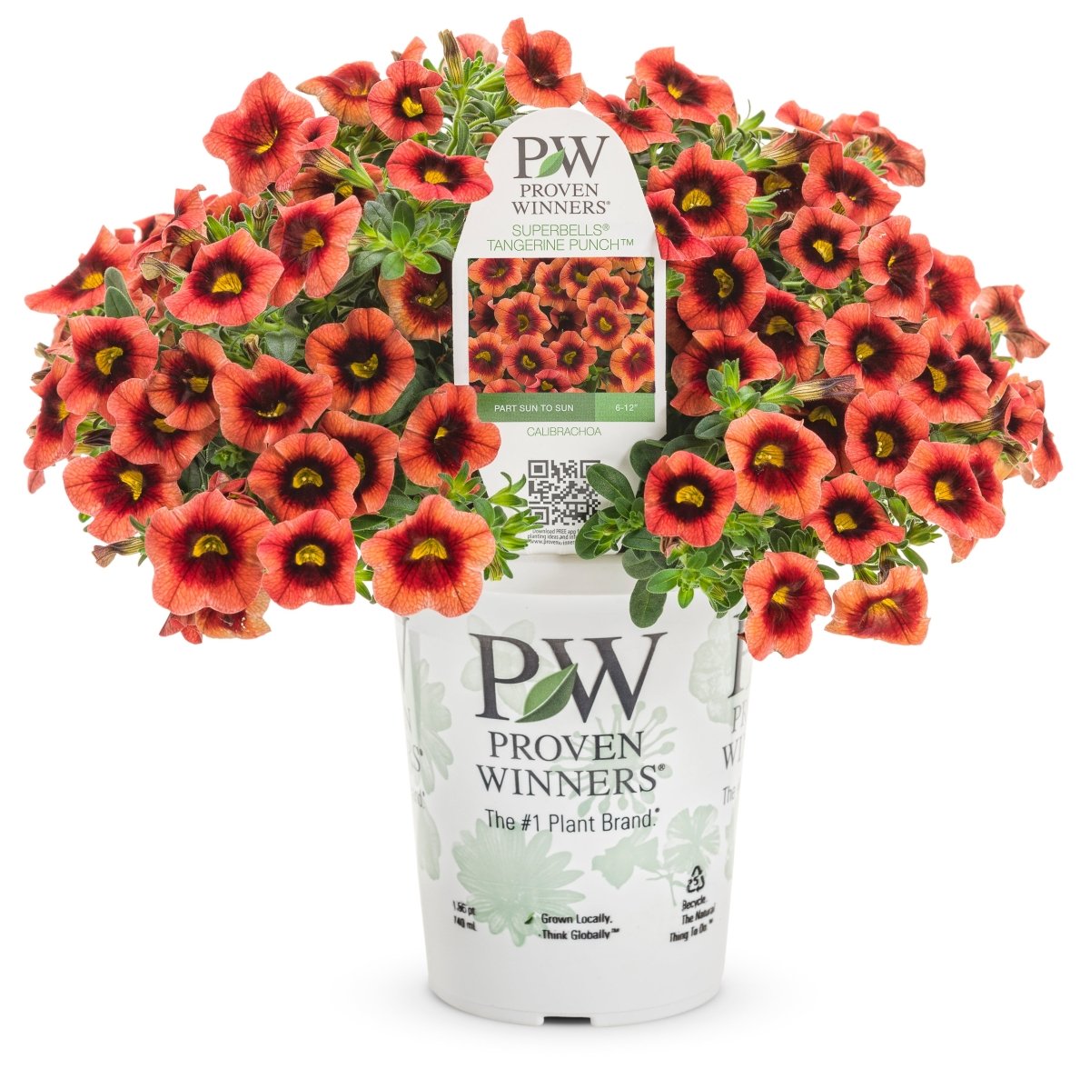 Calibrachoa Superbells Tangerine Punch - LandscapeDirect