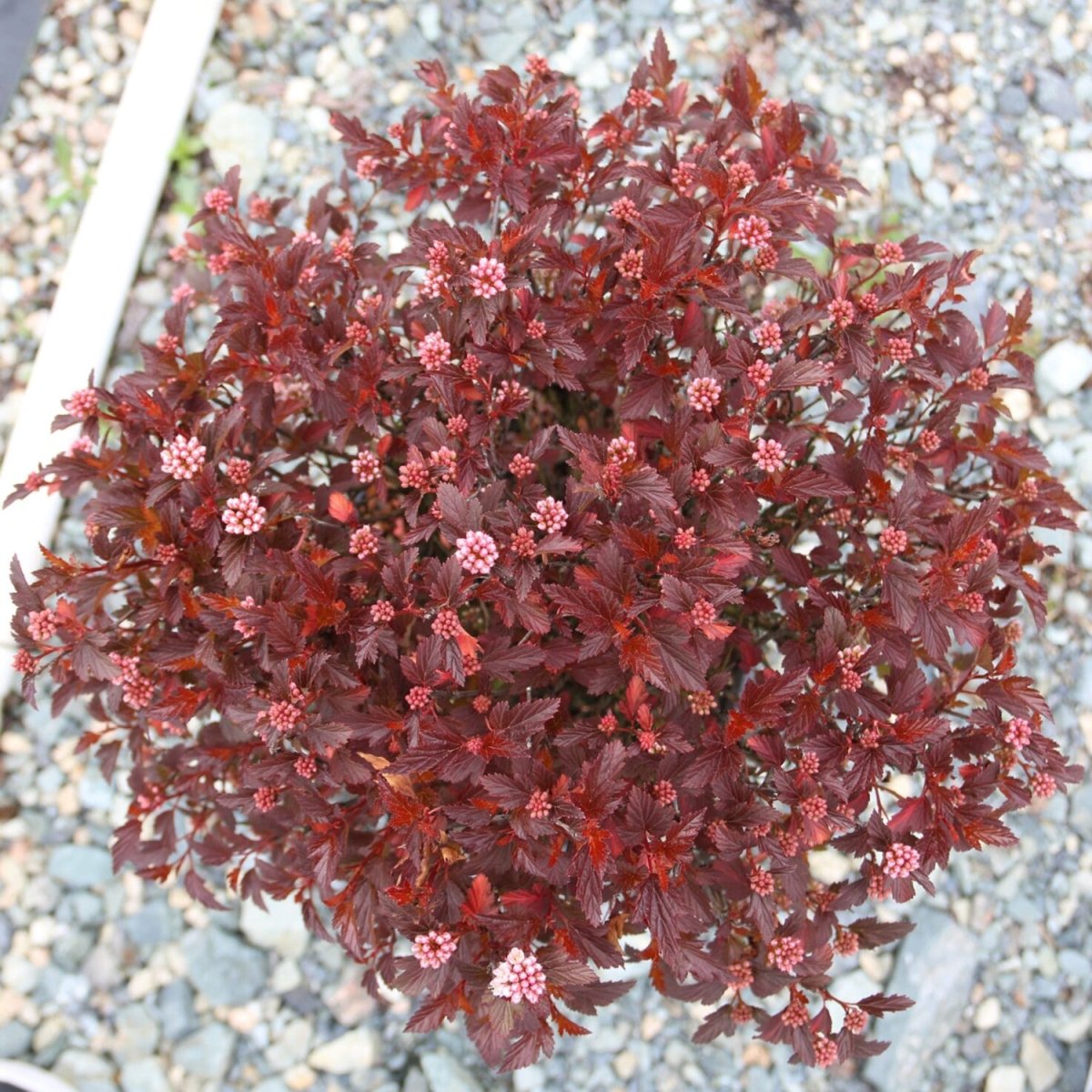 キュピキュピ　CABAROTICA パンフ等 Calico Kitty Ninebark – LandscapeDirect