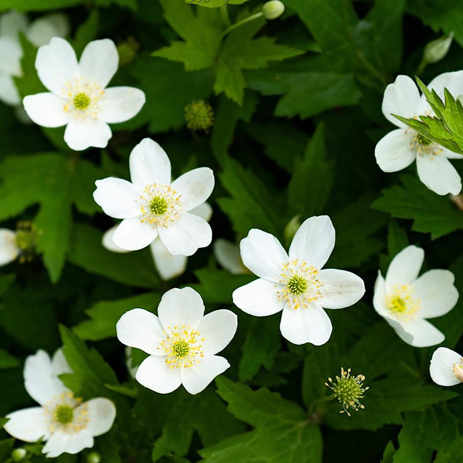 Canadian Anemone - LandscapeDirect