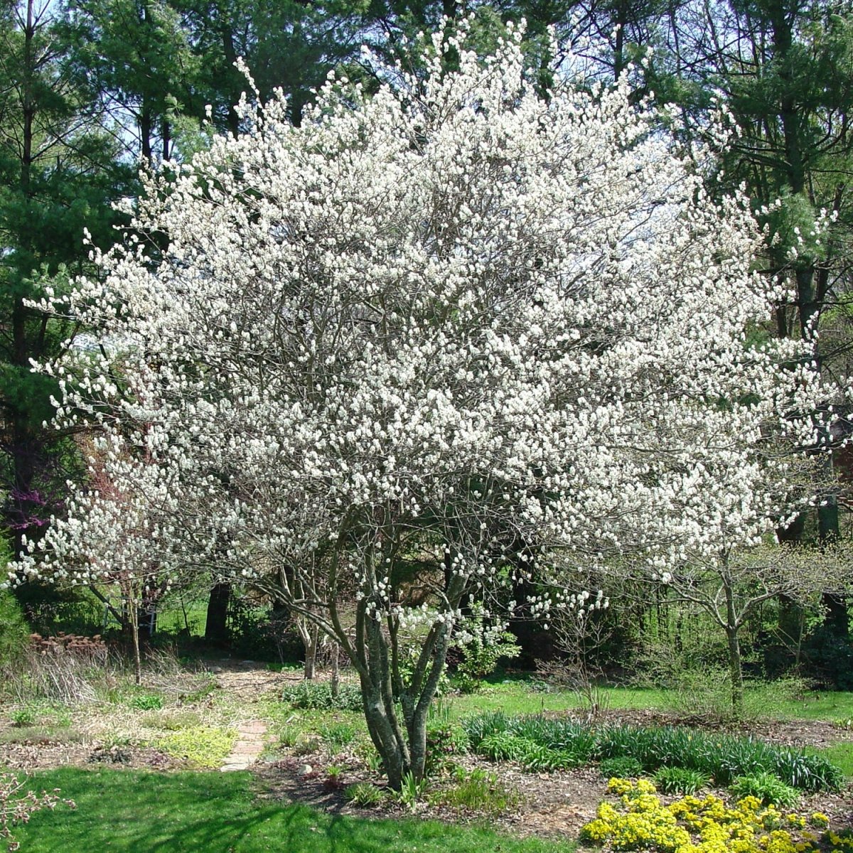 Canadian Serviceberry (Clump) - LandscapeDirect