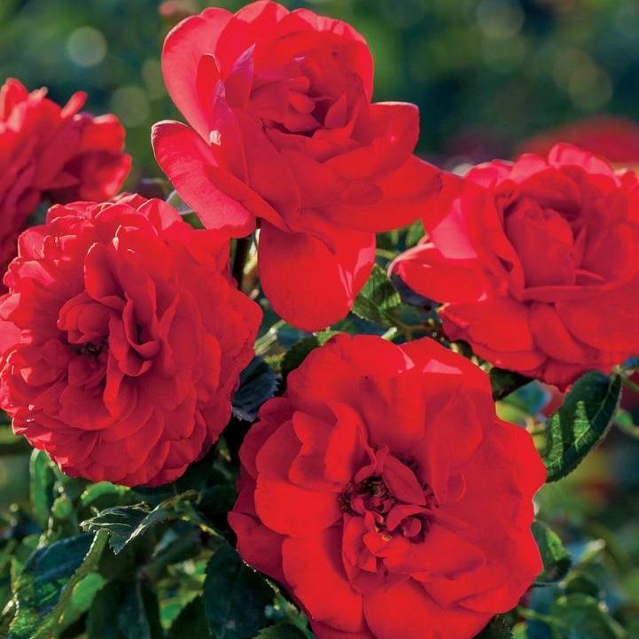 Canyon Road Floribunda Rose - LandscapeDirect