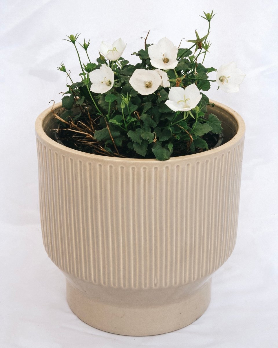 Carpathian Bellflower - Pearl White - LandscapeDirect