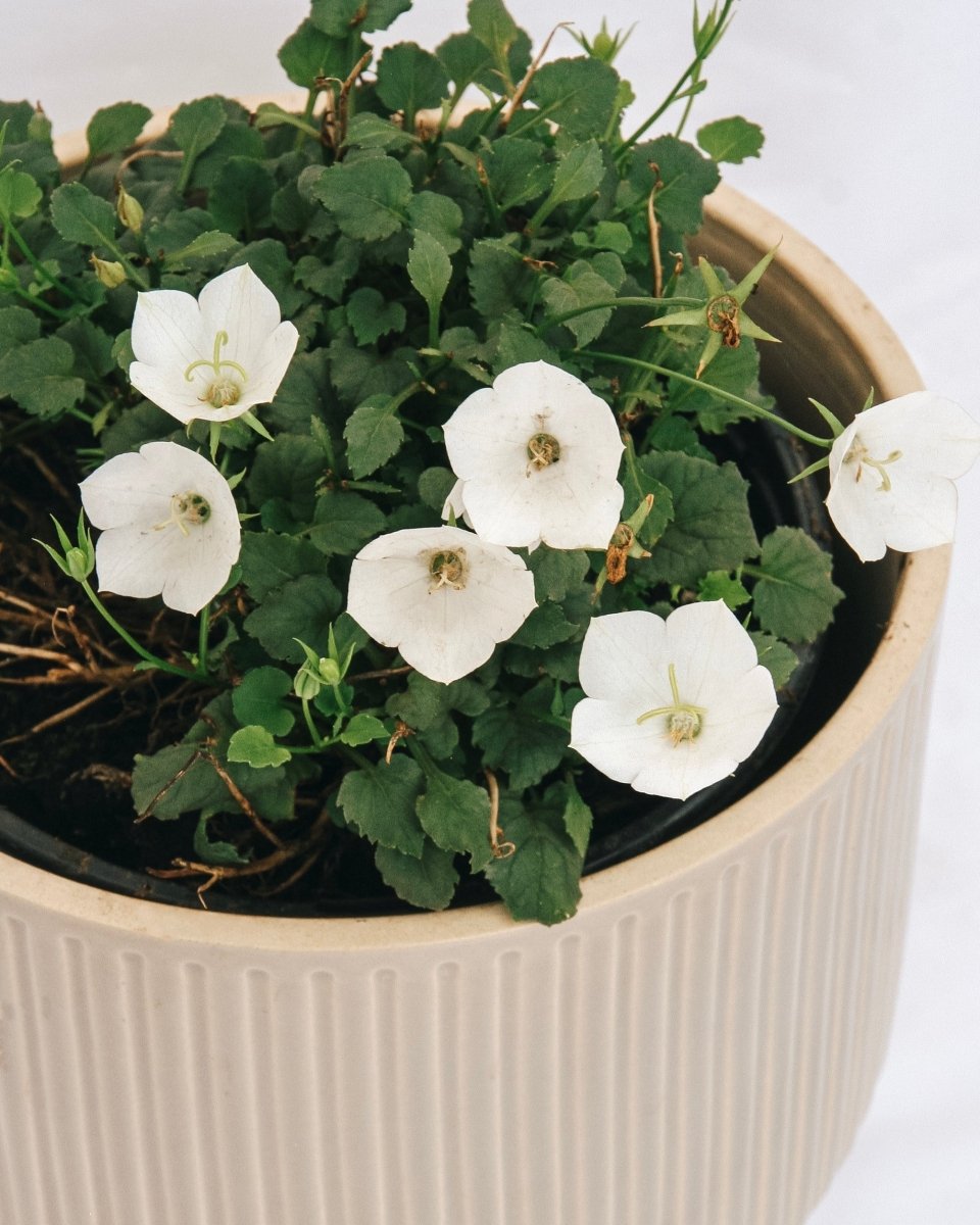Carpathian Bellflower - Pearl White - LandscapeDirect