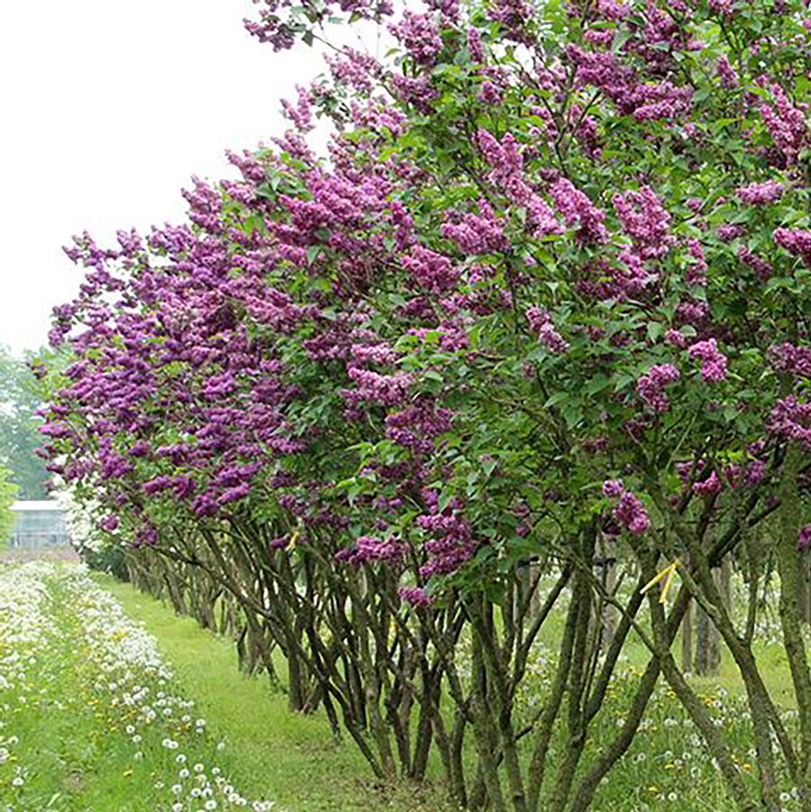 Charles Joly Lilac - LandscapeDirect