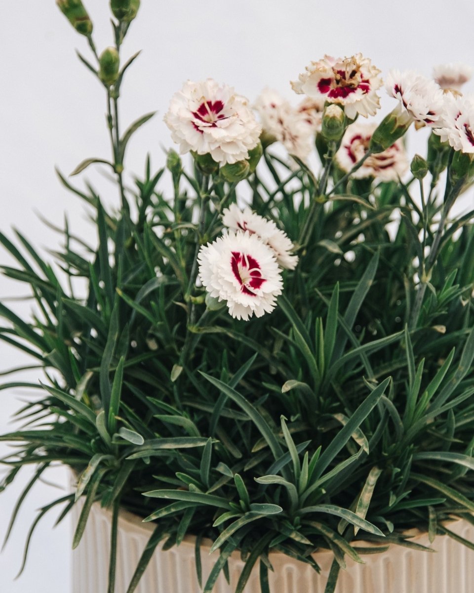 Coconut Surprise Pinks - LandscapeDirect