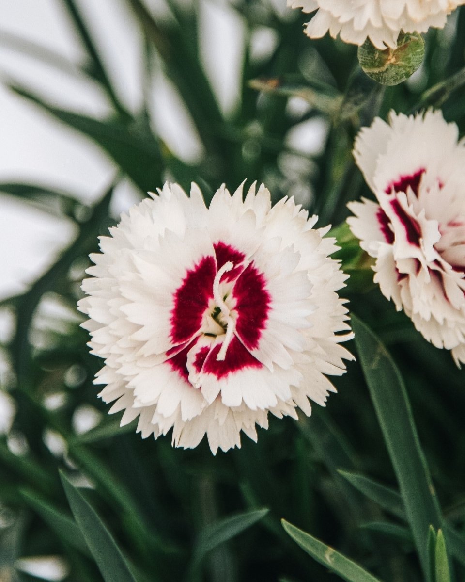 Coconut Surprise Pinks - LandscapeDirect