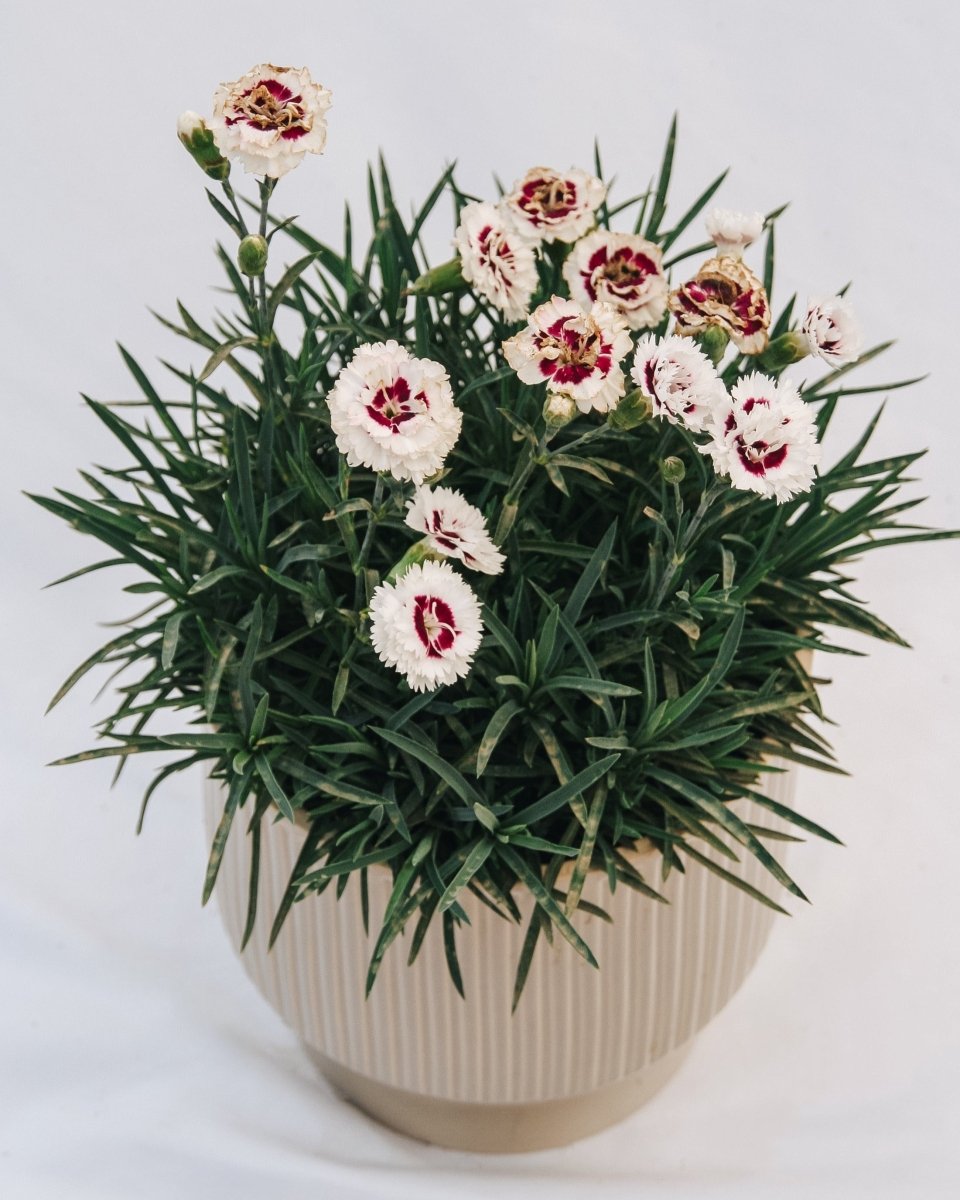 Coconut Surprise Pinks - LandscapeDirect