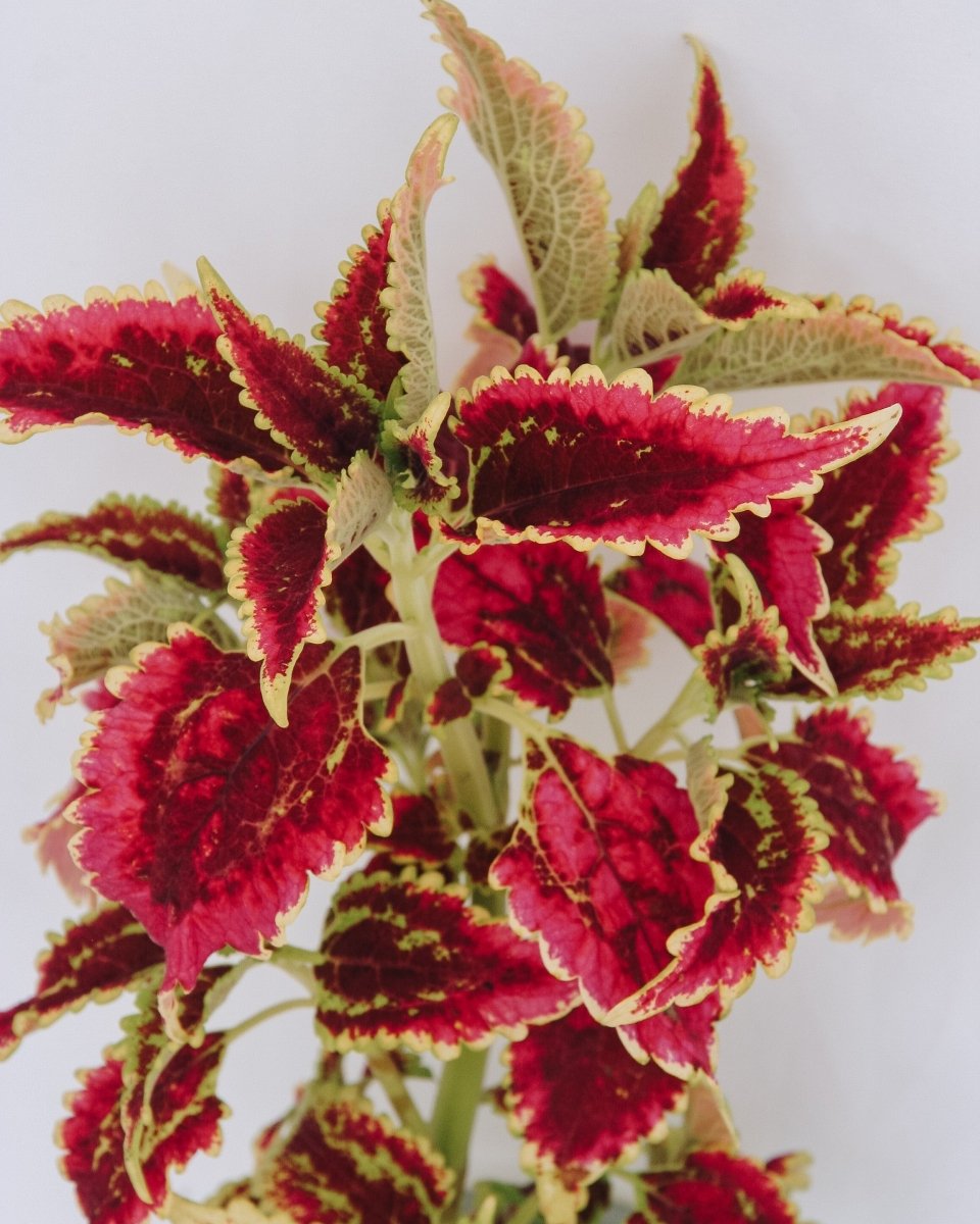 Coleus ColorBlaze El Brighto - LandscapeDirect