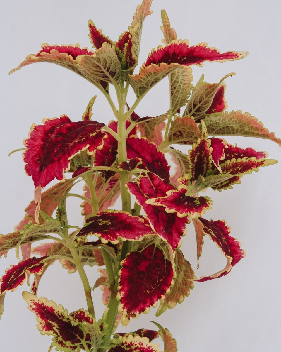 Coleus ColorBlaze El Brighto - LandscapeDirect