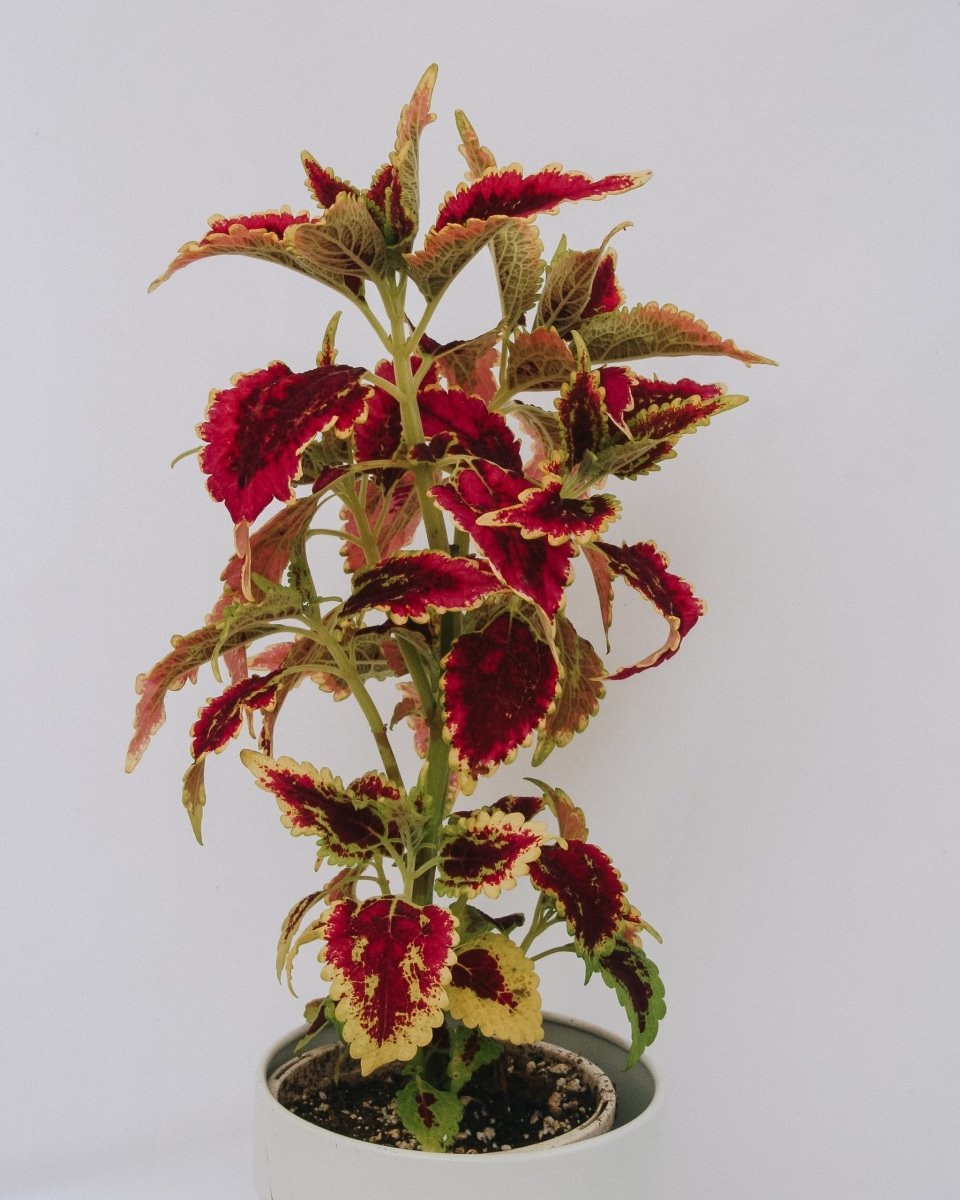 Coleus ColorBlaze El Brighto - LandscapeDirect