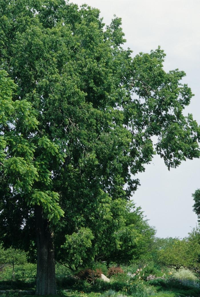 Common Hackberry - LandscapeDirect