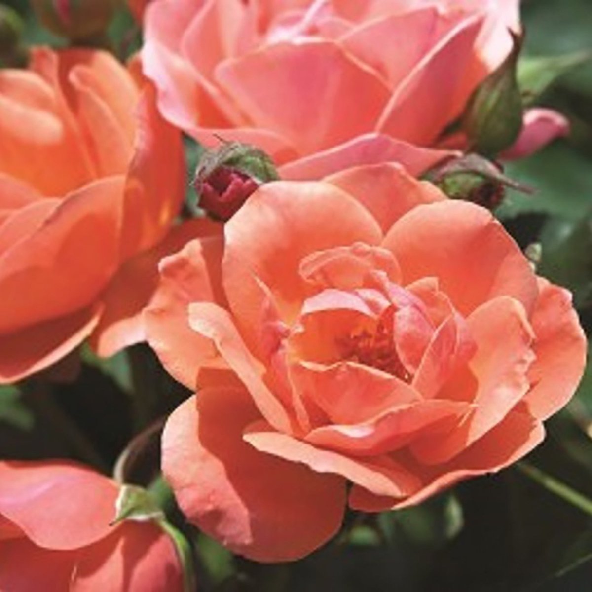 Coral Knock Out Shrub Rose - LandscapeDirect