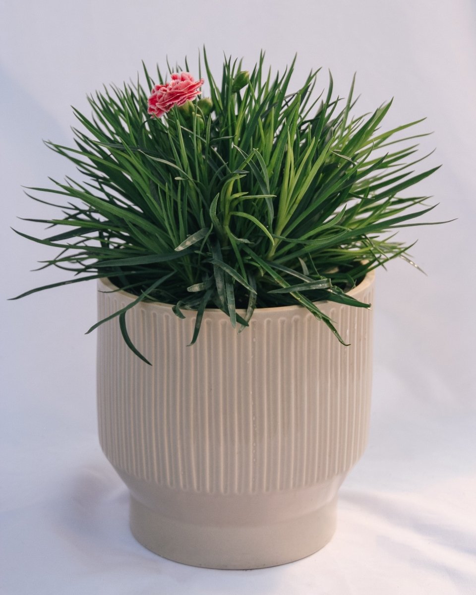 Coral Reef Pinks - LandscapeDirect