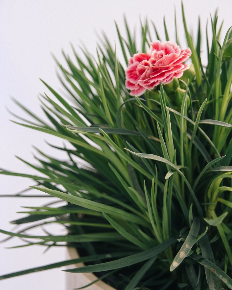 Coral Reef Pinks - LandscapeDirect