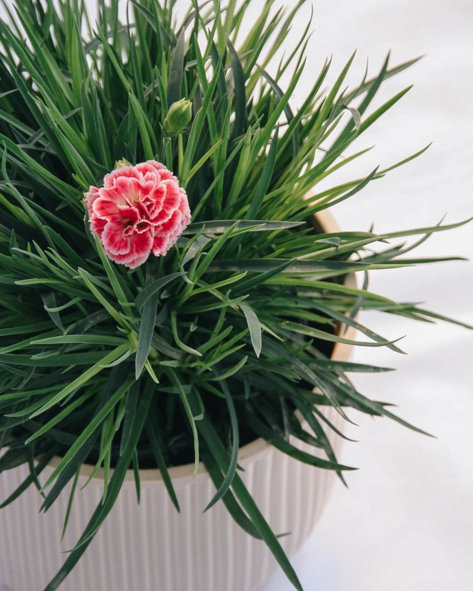 Coral Reef Pinks - LandscapeDirect